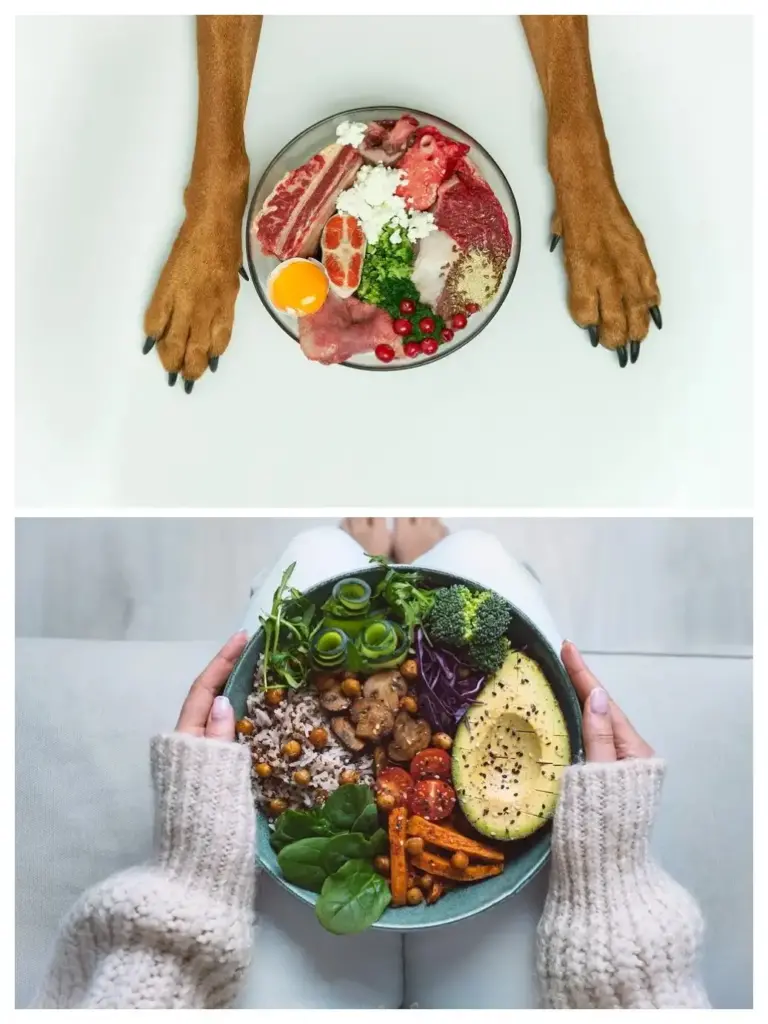 Dog Health Food vs Human Health Food