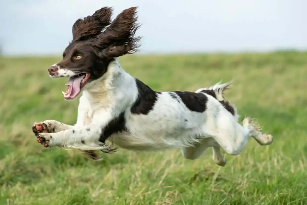 Dog Joints Comprehensive Guide to Functions and Potential Issues
