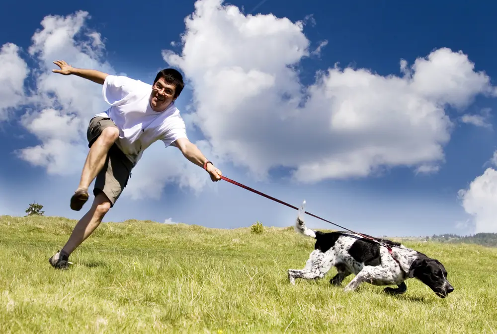 Dog Joints Comprehensive Guide to Functions and Potential Issues
