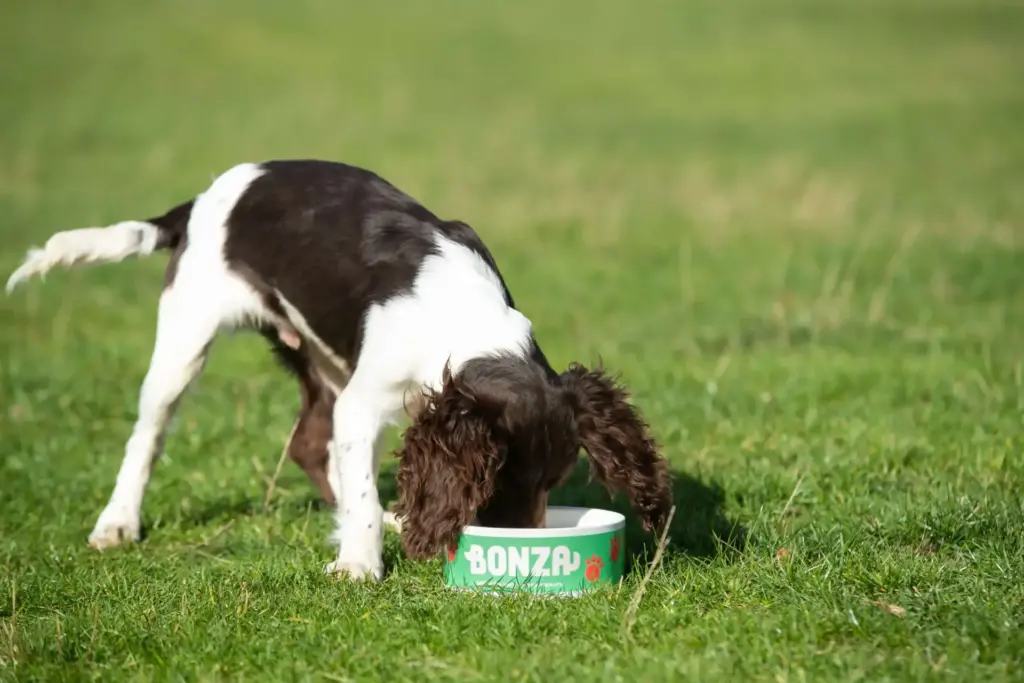 Dog Nutrition Food Essential Nutrients for Dog's Best Health