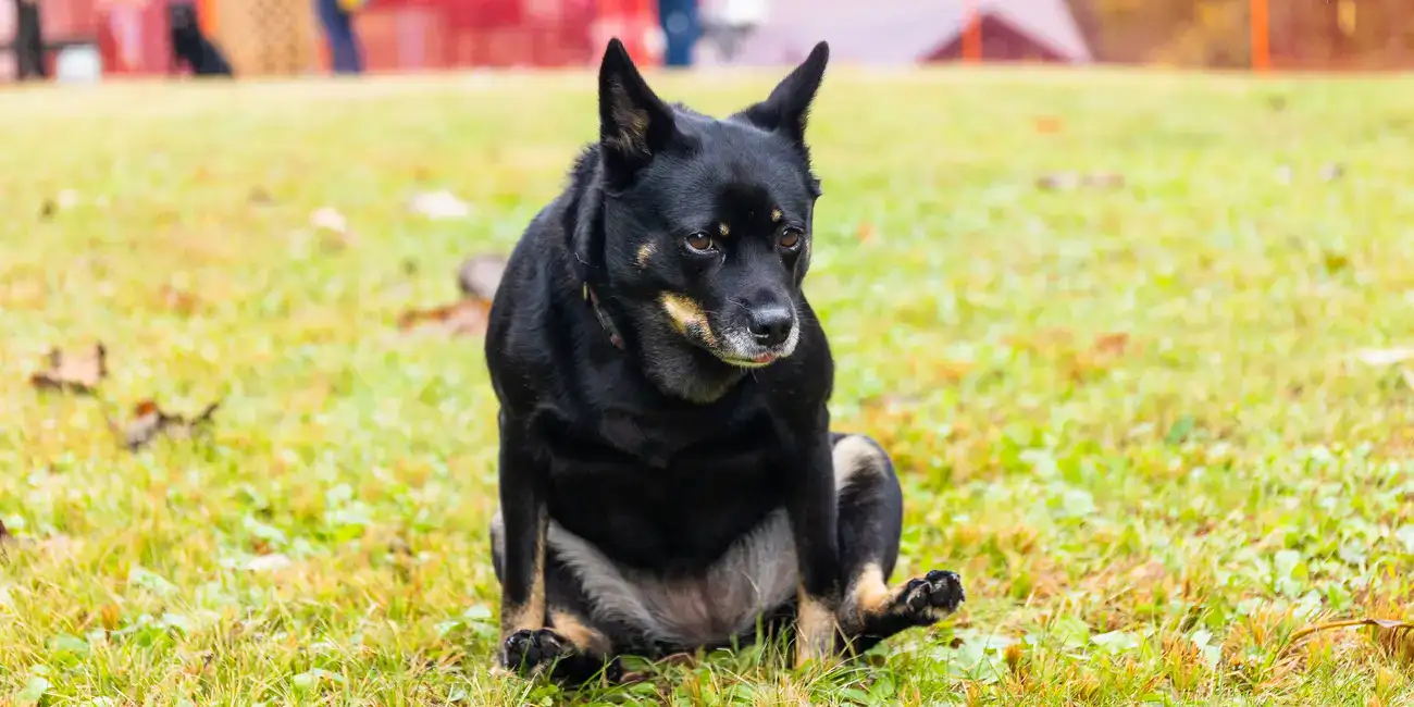 ¿Tu perro mueve las nalgas? Causas y soluciones