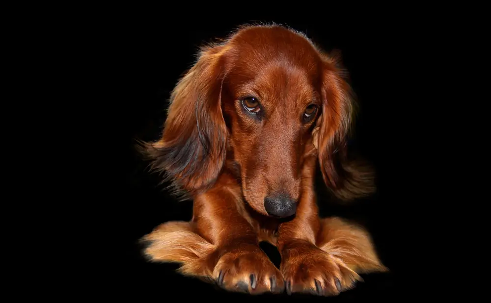 Dog Skin Microbiome: The Invisible Shield Protecting Your Dog