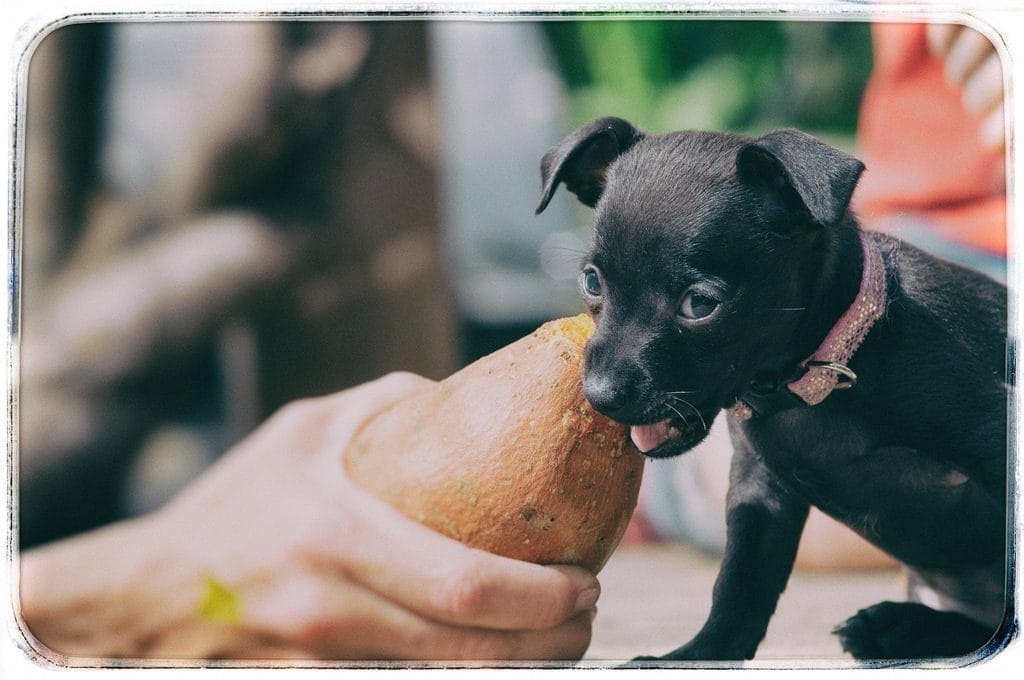 Veganes Hundefutter: Leitfaden für Zutaten und Vorteile