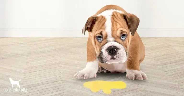 Dog Vomiting Causes Treatments and FAQ's