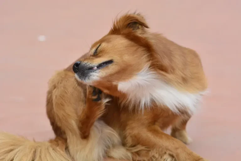Infecciones de oído Otitis en perros - Guía completa de causas, síntomas y tratamientos para propietarios