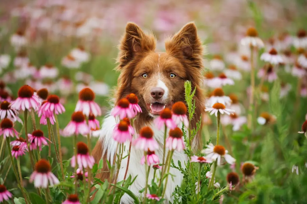 Equinácea para perros Beneficios para la salud Qué cantidad es segura en los complementos alimenticios para perros Reino Unido