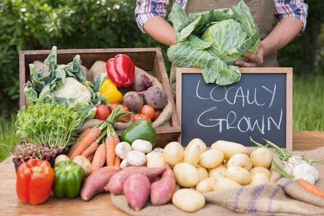 Croquettes écologiques pour chiens – Nutrition durable