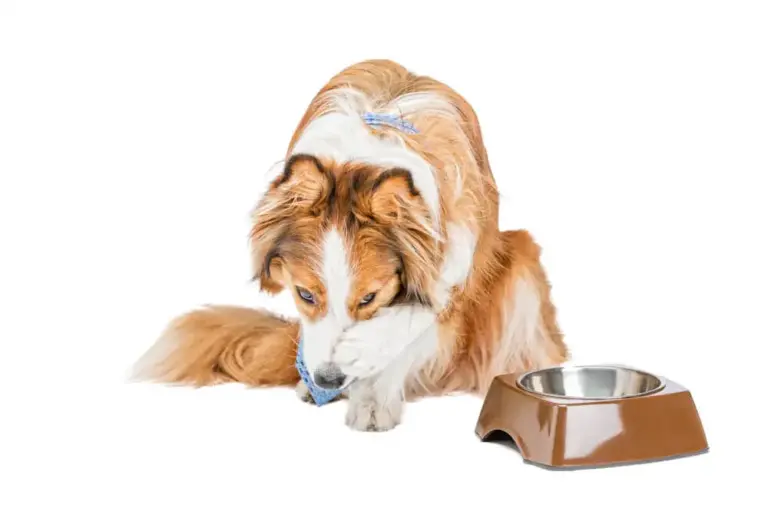 Eliminatiedieet voor honden met voedselallergieën en -gevoeligheden
