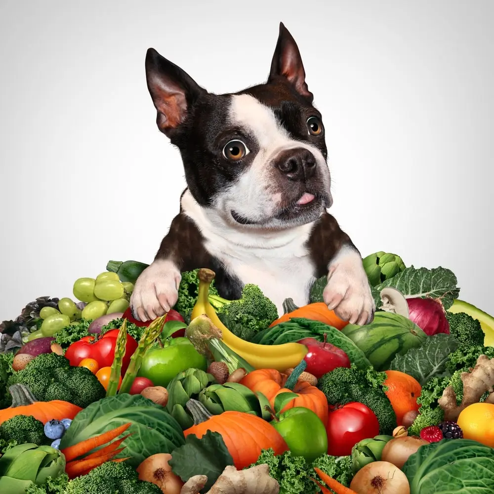 Ballaststoffe für Hunde Vorteile für die Gesundheit
