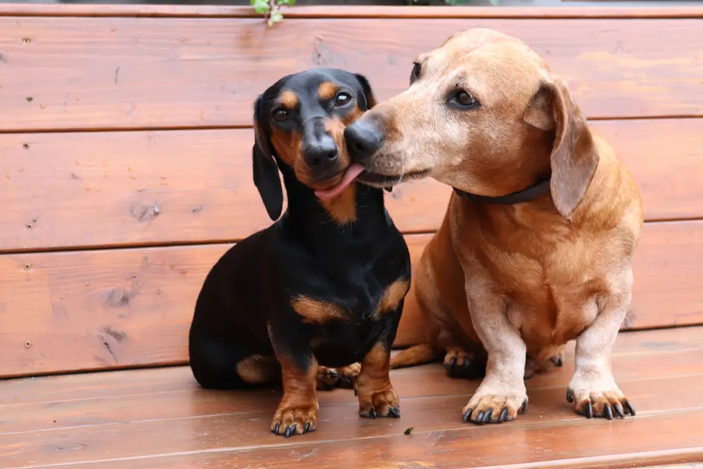 Fibre's Impact on Digestive Function, Faecal Microbiota, and Immune Response in Dogs
