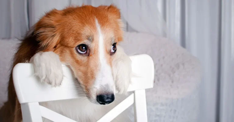 Food Allergies in Dogs - Guide to Symptoms, Causes and Treatments