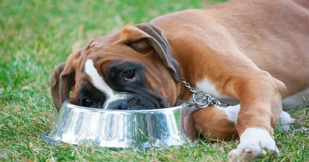 Intolerancias alimentarias en perros Causas Síntomas y Tratamientos