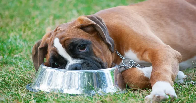 Intolerancias alimentarias en perros Causas Síntomas y Tratamientos