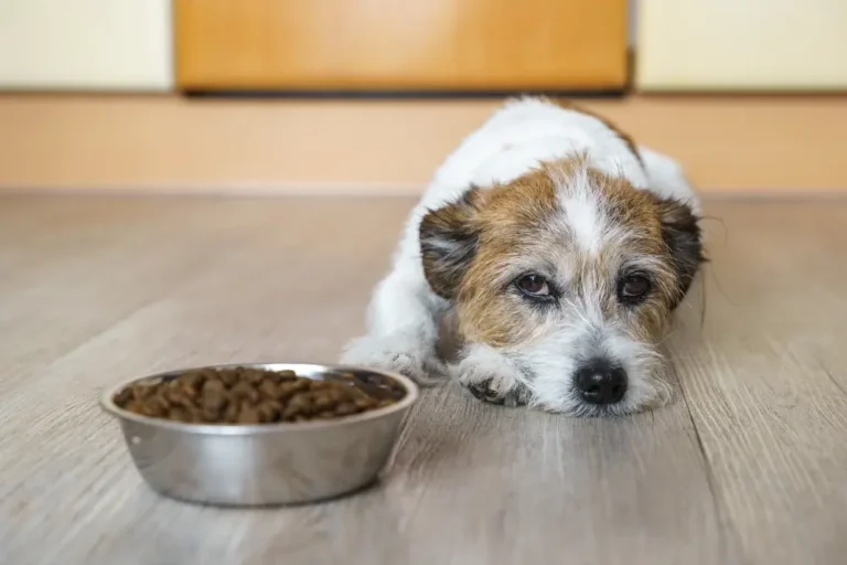 Food-Responsive Enteropathy in Dogs Causes Symptoms and Treatments