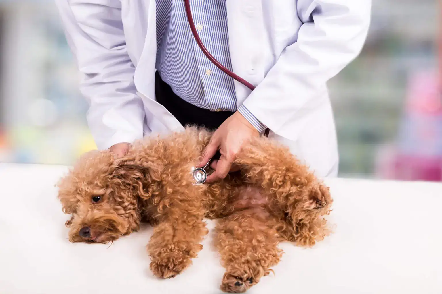 Comida para perros con colitis – Tratamiento de la enfermedad