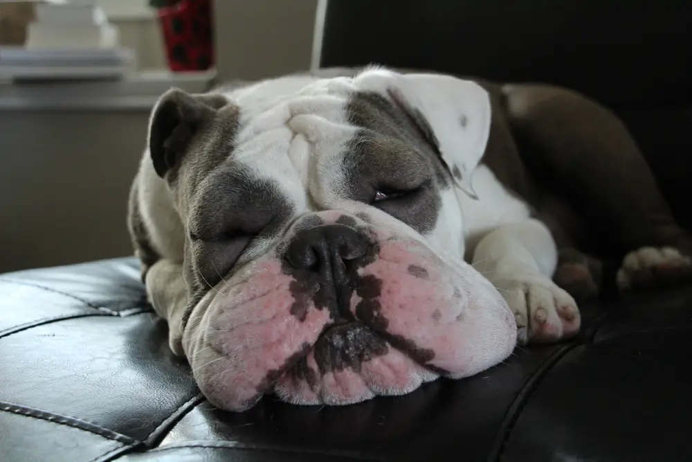 Foods That Reduce Inflammation in Dogs Naturally