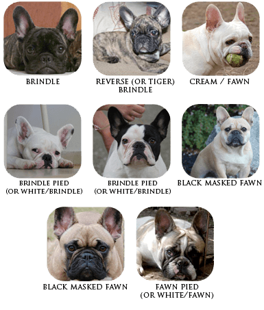 French Bulldog Coat Colours