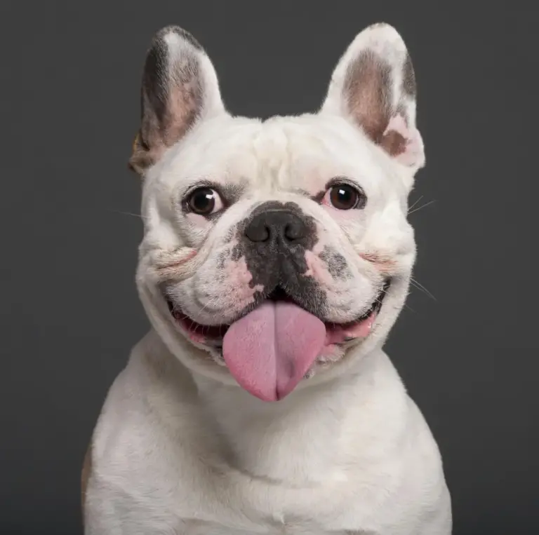 Franse Bulldog Gids voor het Ras Voor Nieuwe Eigenaren