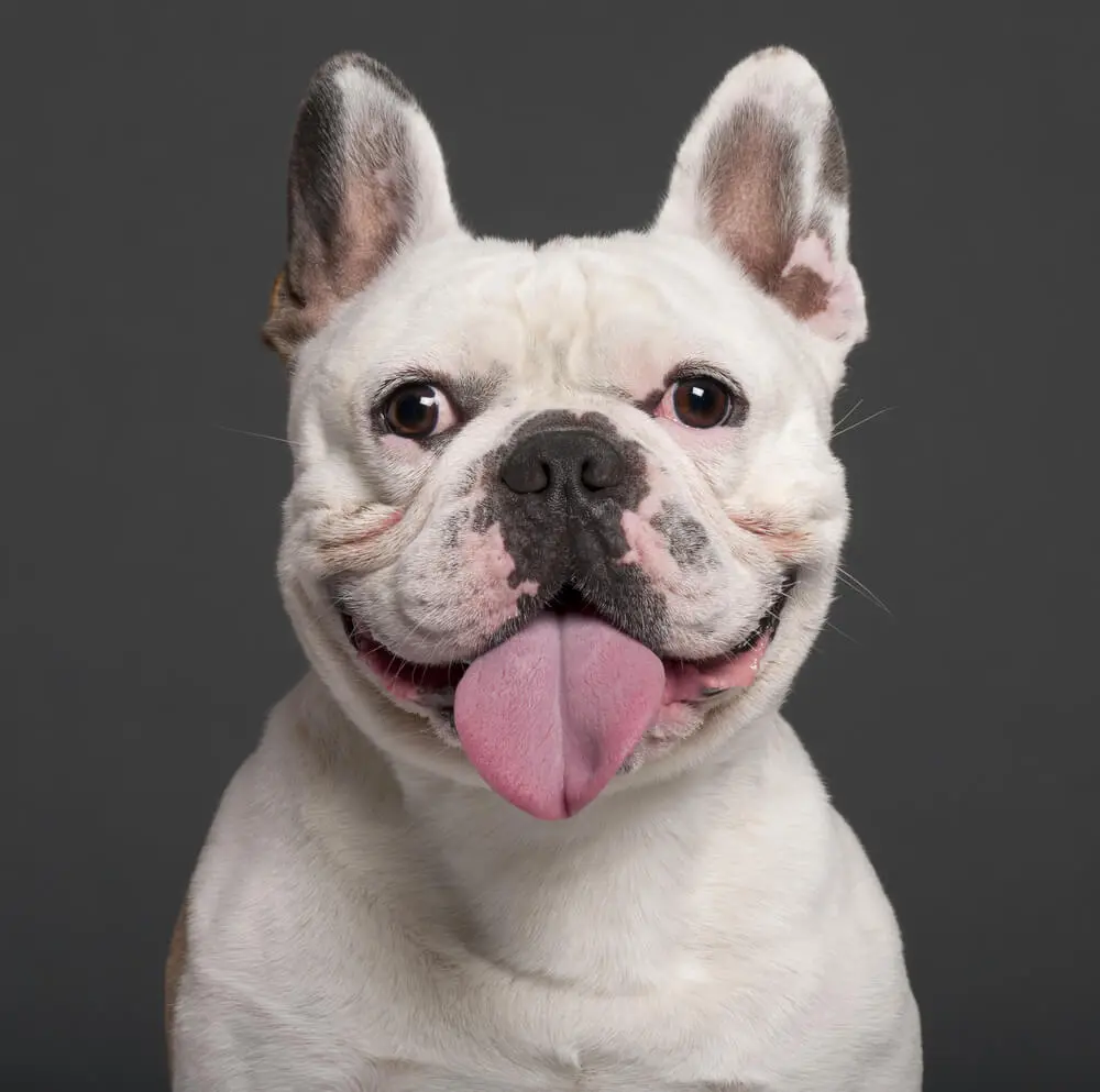 French Bulldog Guide to the Breed For New Owners