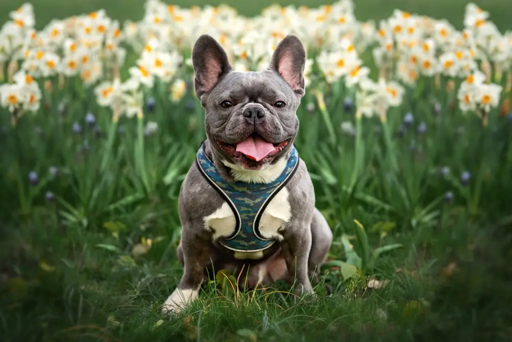 French Bulldog Gut Health: Breed-Specific Digestive Challenges and Microbiome Support