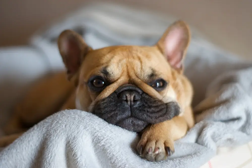 Problemas de salud del Bulldog Francés Guía completa de los problemas de salud más comunes del Frenchie