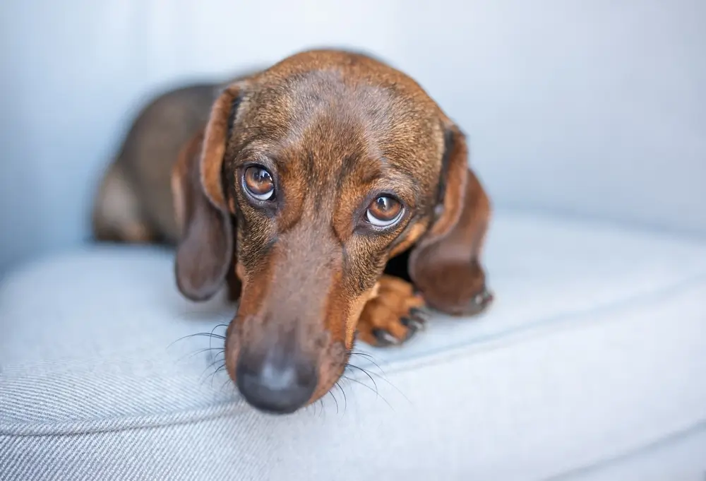 Gastritis for Dogs Comprehensive Guide and FAQ's
