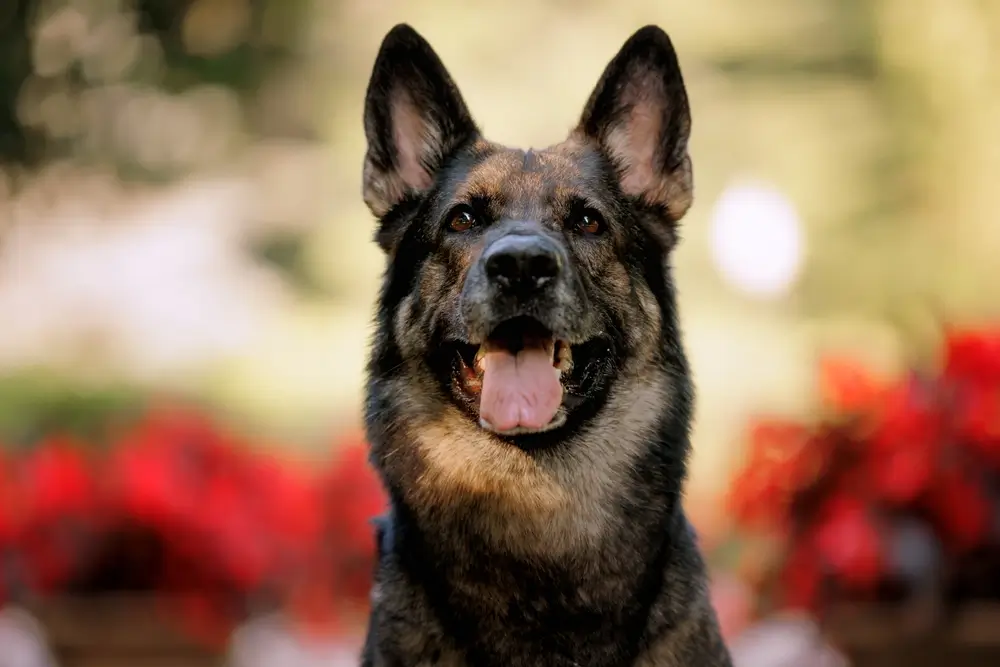 Deutsche Schäferhunde Darmgesundheit: Warum diese Rasse zusätzliche Unterstützung für das Mikrobiom benötigt
