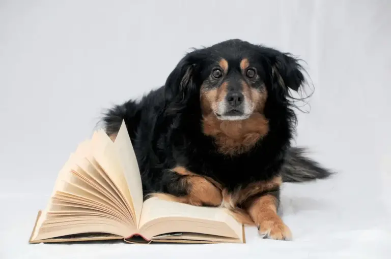 Darm-hersenas bij honden Rol van onevenwichtigheden in het dieet