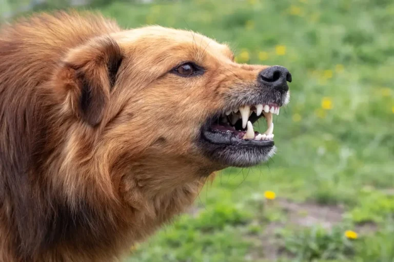 Gut Health and Dog Behaviour: What the Microbiome Reveals About Reactivity and Aggression