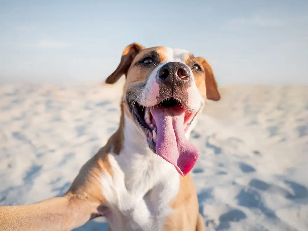 Microbioom van de hond - sleutel tot gezondheid en welzijn