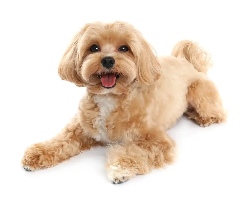Gut-Organ Axes - Significant Health Impacts for Dogs