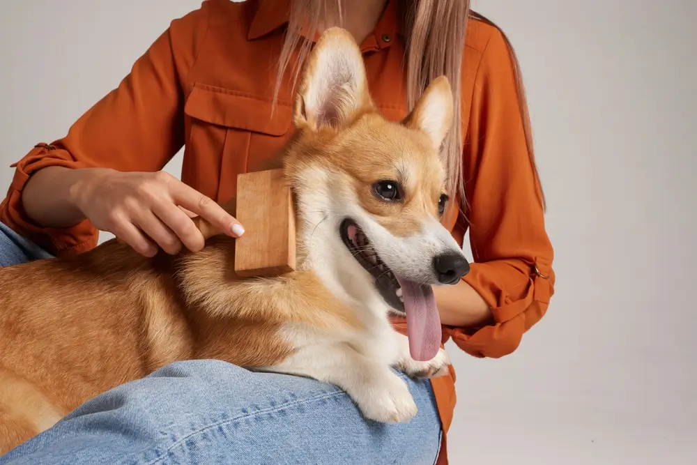 Gut-Skin Axis in Dogs: The Science of How Gut Health Shapes Skin Health