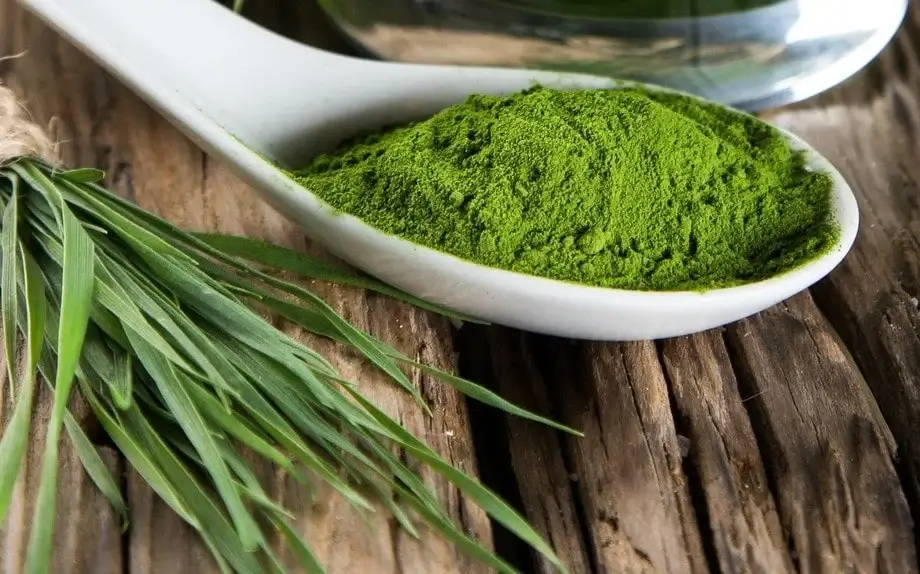 Health Benefits of Spirulina for Dogs