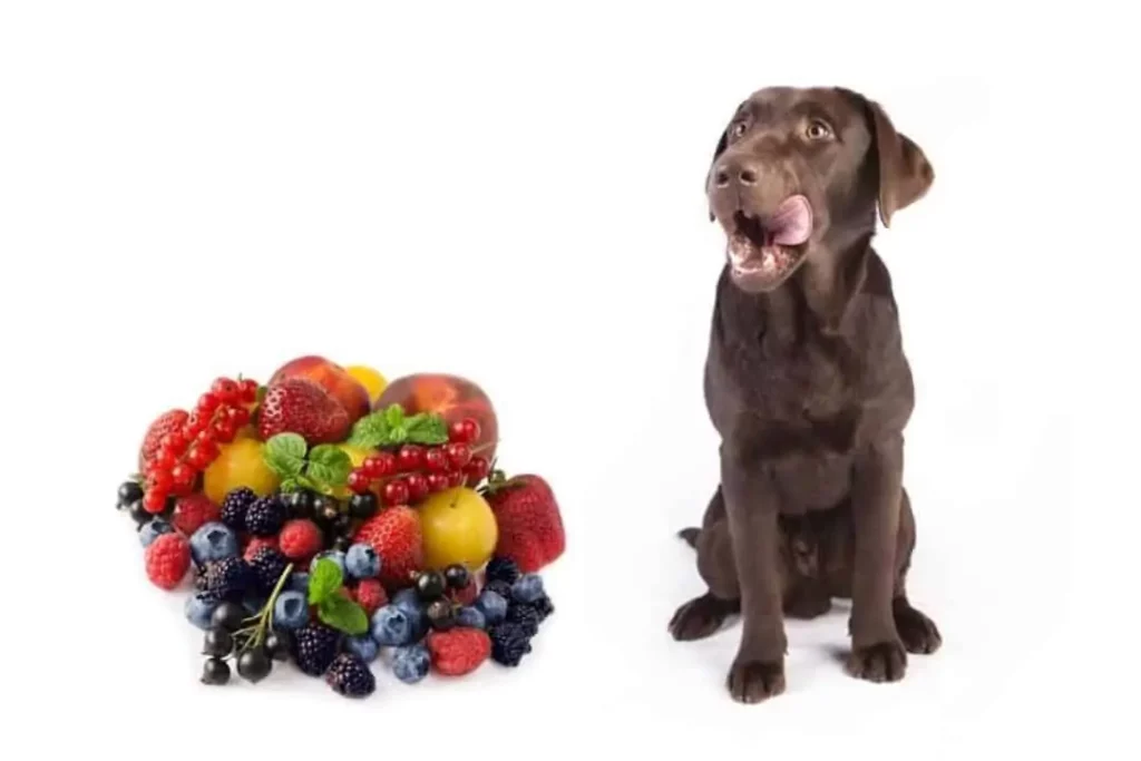 Healthiest fruit for dog to eat