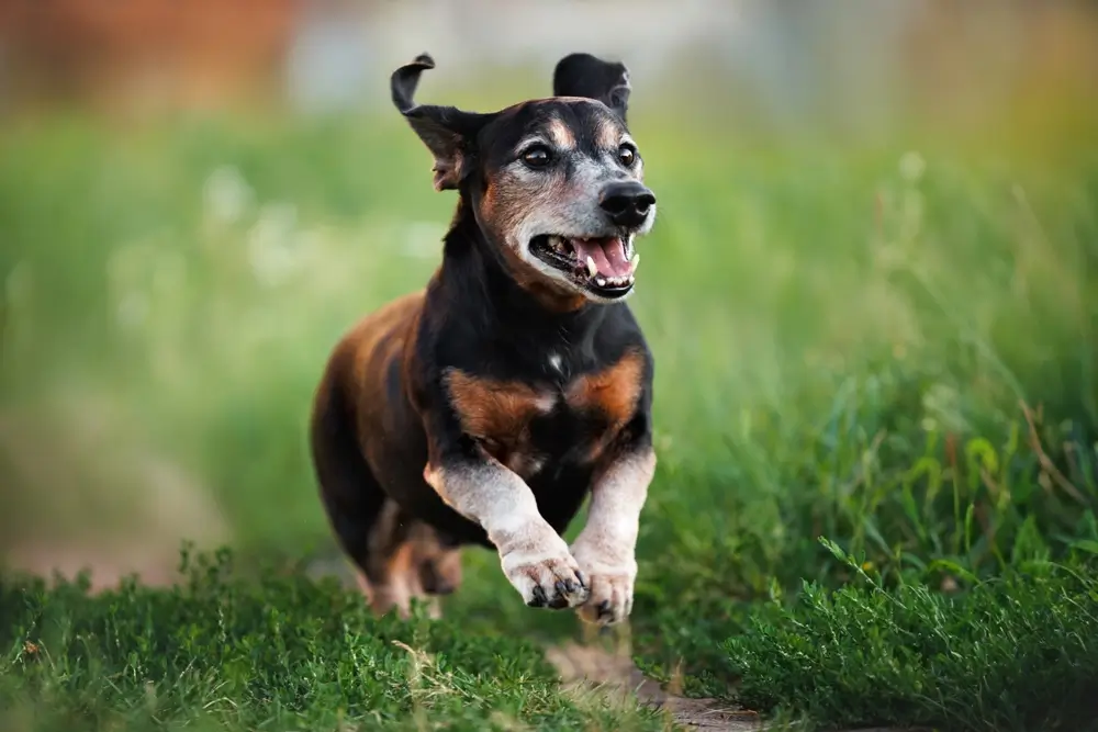Healthspan for Dogs — How to Improve Your Dog's Quality of Life and Help Them Live Better, Longer