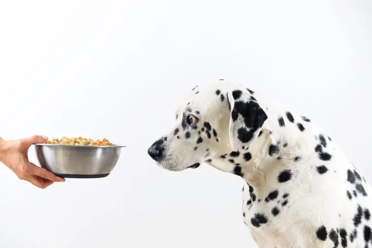 Alimento para perros a base de proteínas hidrolizadas - La verdad sobre su eficacia y sus riesgos