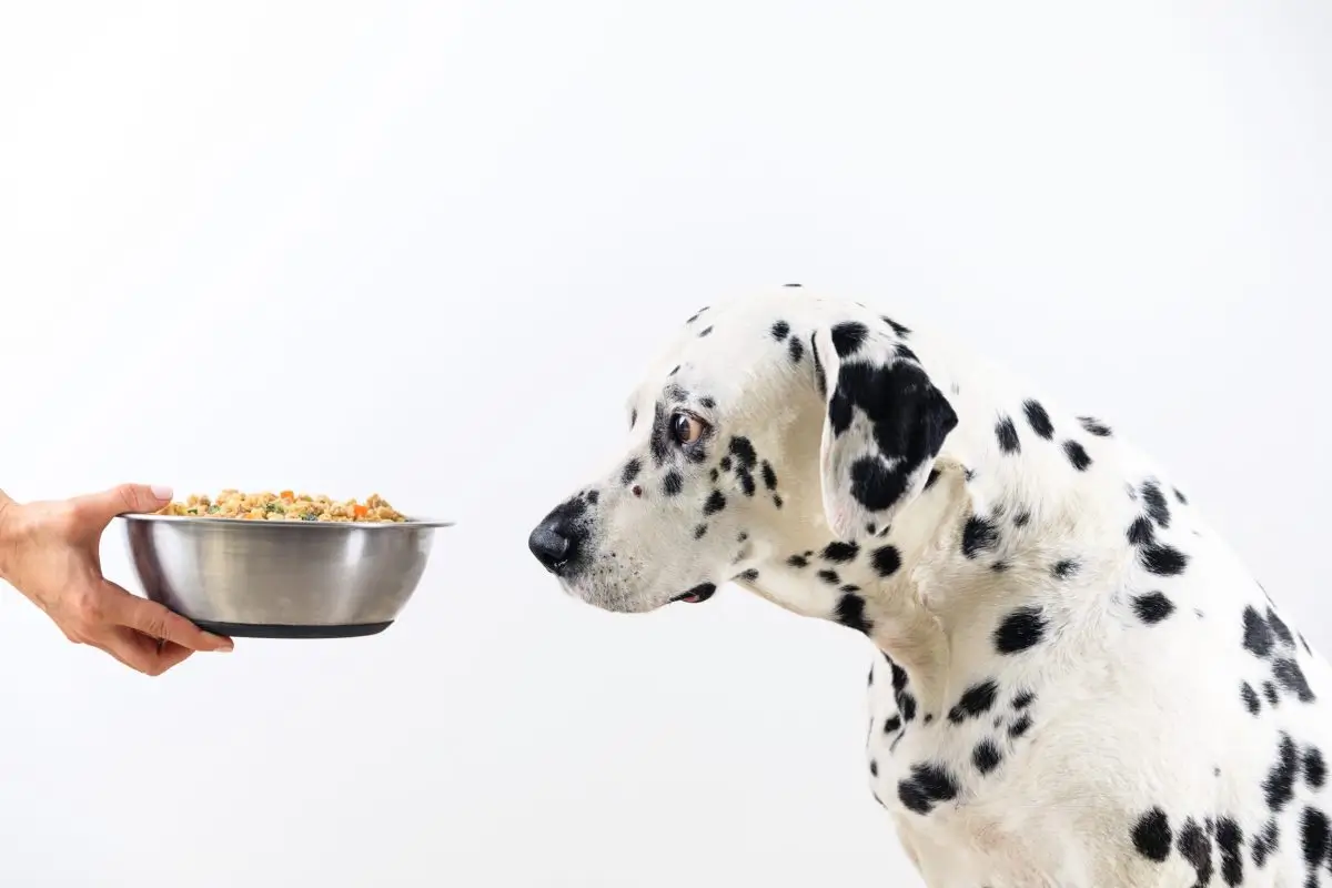 Hydrolysed Protein Dog Food – The Facts Behind Its Efficacy