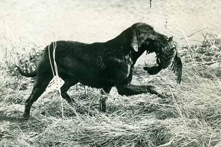 Geschichte des Labrador Retriever Hundes