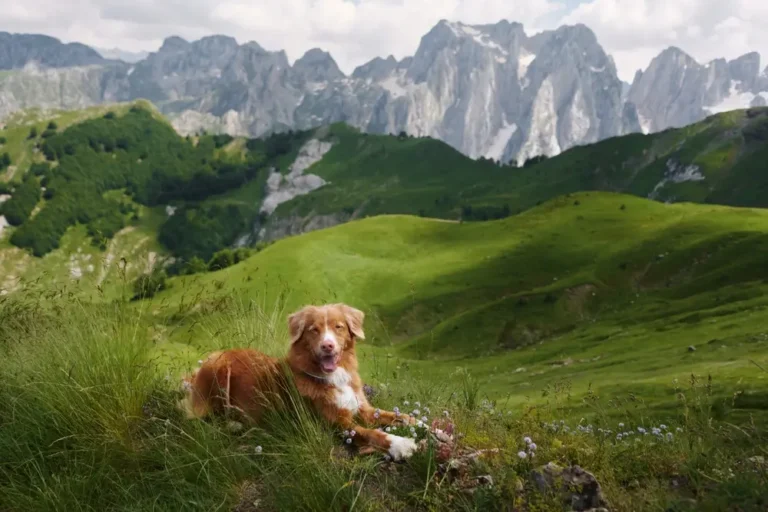 How a Plant-Based Diet for Dogs Drastically Cuts Environmental Impact and Boosts Canine Health