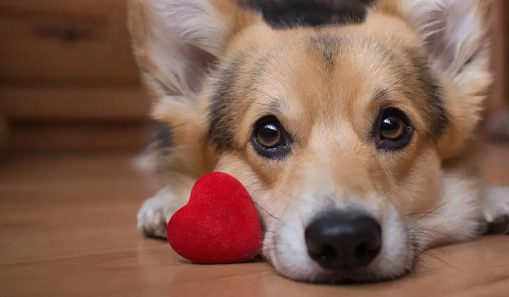 How to Celebrate Valentine’s Day with Your Dog