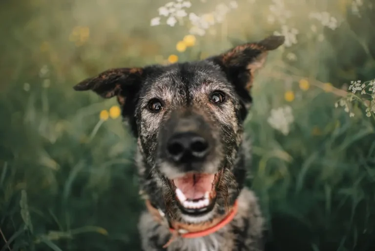 How to Help Your Dog Live Longer - Nutrition and Exercise Are Key