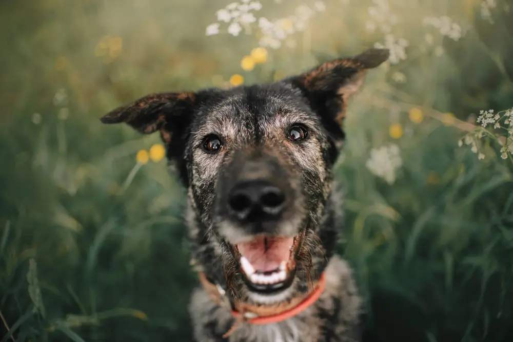 Hoe je je hond helpt langer te leven - voeding en beweging zijn de sleutel
