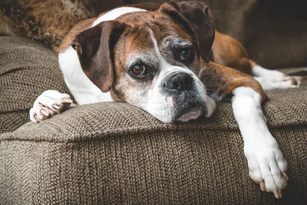 Inflammaging in Dogs Reducing Dog Longevity