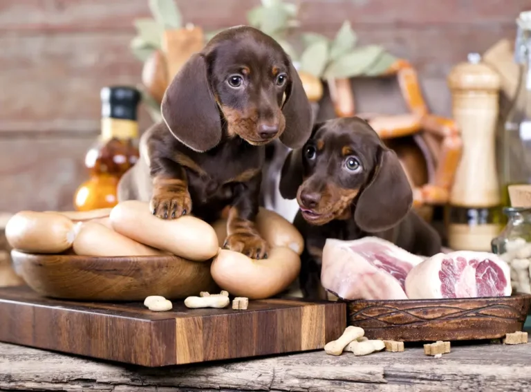 Is Animal Protein Killing Your Dog - TMAO, DCM, MMVD and CHF