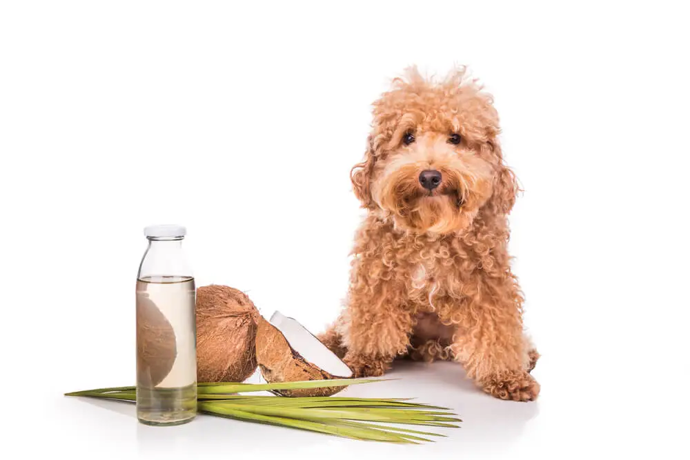 Is Coconut Oil Good for Dogs Safety and Health Benefits