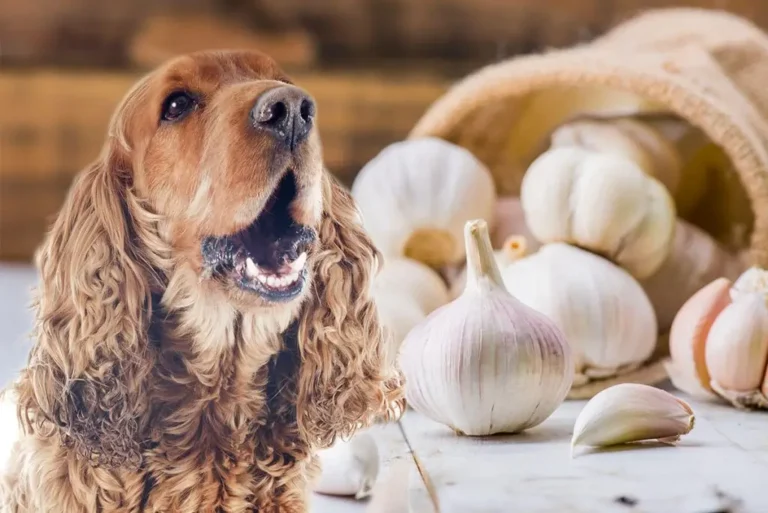 Is Garlic Toxic for Dogs? Fact or Fiction?