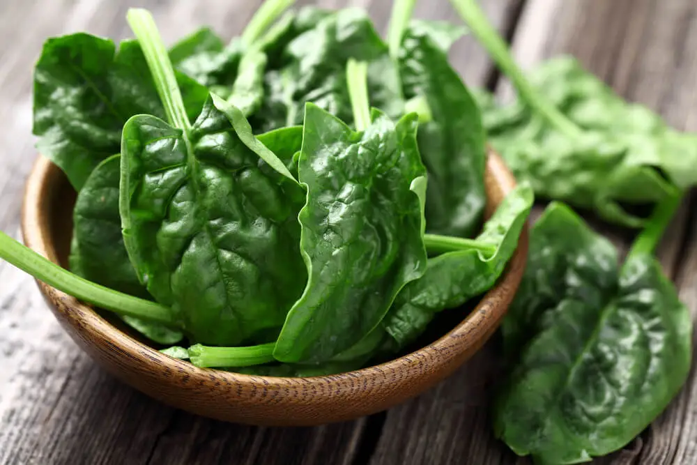 Can Dogs Eat Spinach? Is Spinach Good for Dogs' Health?