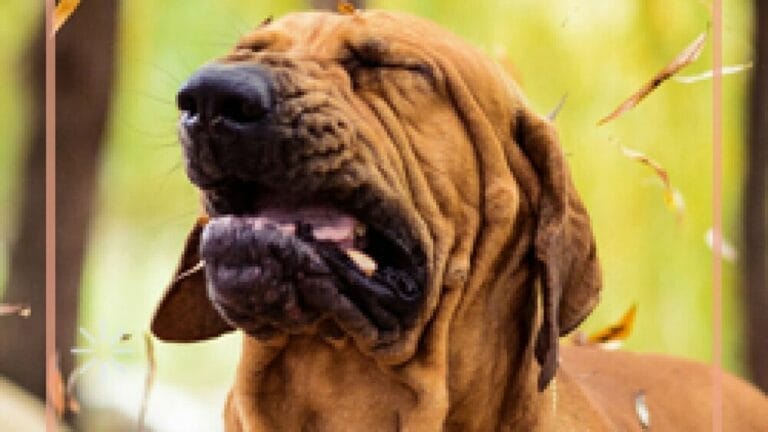 Ist veganes Hundefutter hypoallergen Hund niest