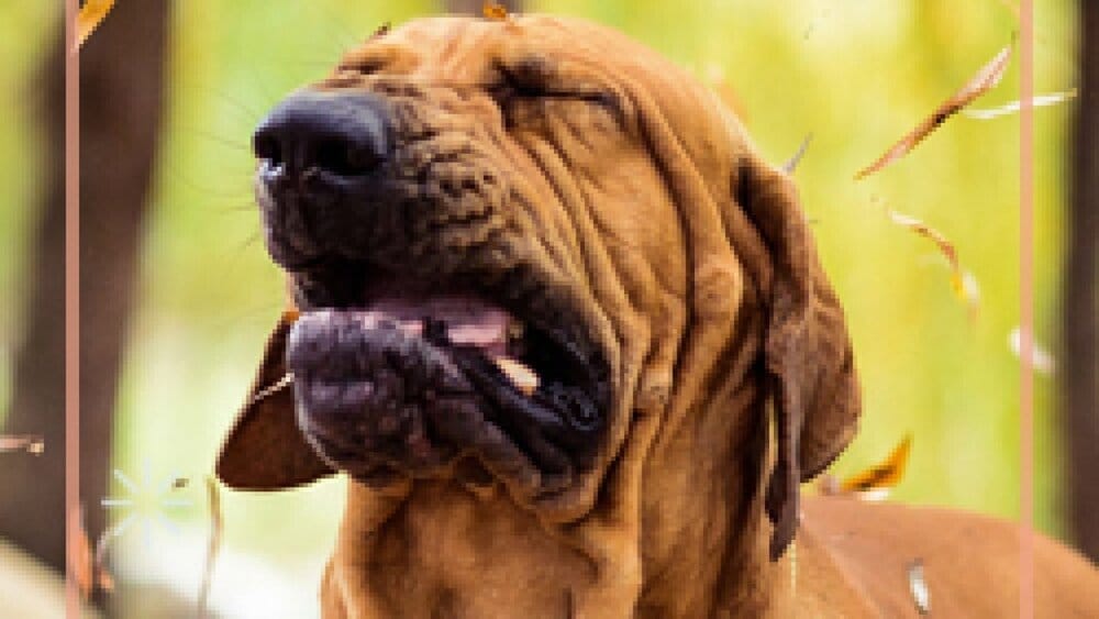 Is Vegan Dog Food Hypoallergenic? The Evidence-Based Answer