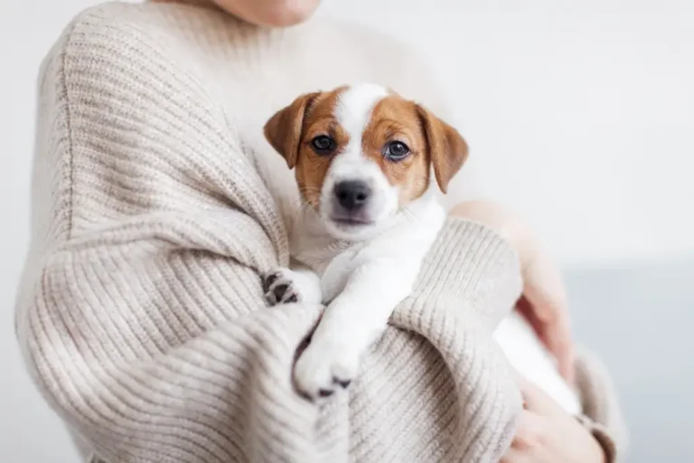 Jack Russell Terrier Health Problems: A Comprehensive Guide